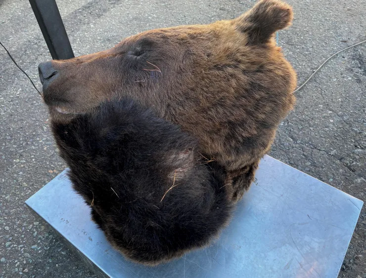 Останки «разделанного» медведя нашли в Приморье